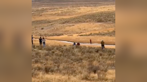 Watch: Tourist gets up close and personal with grizzly bear in Yellowstone
